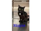 Adopt Hippie a Domestic Short Hair