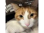 Adopt Nacho -- Bonded Buddy With Steven a Domestic Short Hair