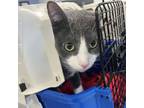 Adopt Steven--Bonded Buddy With Nacho a Domestic Short Hair