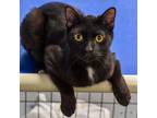 Adopt Norman a Domestic Short Hair