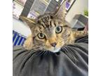 Adopt Atreus a Domestic Short Hair