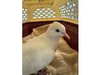 Adopt Oliver a Dove