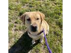 Adopt Dewey a Labrador Retriever