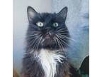 Adopt Boots a Domestic Long Hair