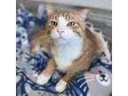 Adopt Chance (Bonded with Memphis & Luka) a Domestic Short Hair