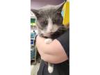 Adopt Ash a Domestic Short Hair