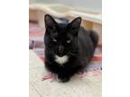 Adopt Joey a Domestic Short Hair