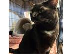 Adopt King a Domestic Short Hair