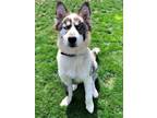 Adopt Bones Boneguard a Husky