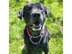 Adopt Oakford a Black Labrador Retriever