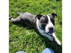 Adopt Dean a Pit Bull Terrier