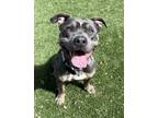 Adopt Howard Cosell a Pit Bull Terrier, Mixed Breed