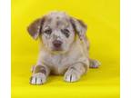 Adopt Stitch a Australian Shepherd, Mixed Breed