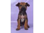 Adopt Porter a Doberman Pinscher, Mixed Breed