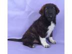 Adopt Oscar a Newfoundland Dog, Mixed Breed