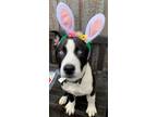 Adopt Remy a Siberian Husky, Pit Bull Terrier
