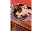 Adopt Teddy a Domestic Short Hair