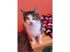 Adopt Teddy a Domestic Short Hair