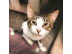 Adopt Nate a Domestic Short Hair