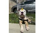 Adopt Manny a Pit Bull Terrier