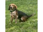 Adopt Scout a Beagle