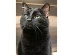 Adopt Arlo Jenkins (at Smitten Kitten) a Domestic Short Hair