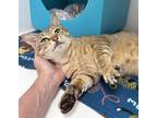 Adopt Bishop (at Smitten Kitten) a Domestic Short Hair