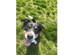 Adopt Blake a Australian Shepherd, Mixed Breed