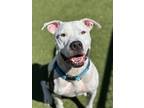 Adopt Luciano a Pit Bull Terrier, Mixed Breed