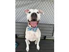 Adopt Luciano a Pit Bull Terrier, Mixed Breed