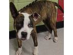 Adopt TAURUS a Pit Bull Terrier, Boxer