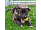 Adopt Bosco a Cane Corso