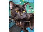 Adopt Baron a Domestic Short Hair