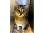 Adopt Clifford a Domestic Short Hair