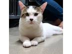 Adopt Lucas a Domestic Short Hair