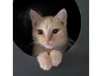 Adopt Nacho a Domestic Short Hair