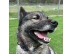 Adopt Hachi a Norwegian Elkhound, Akita