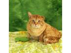 Adopt Flynn a Domestic Short Hair