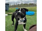 Adopt Jonah a American Staffordshire Terrier