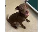 Adopt Piranha a Labrador Retriever, Pit Bull Terrier