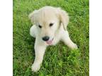 Golden Retriever Puppy for sale in Wellsville, MO, USA