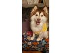 Adopt Reuben - Fostered in Omaha a Pomeranian, Husky