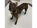 Adopt Giggles a Pit Bull Terrier