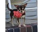 Chihuahua Puppy for sale in Gloucester, VA, USA