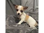 Chihuahua Puppy for sale in Adkins, TX, USA