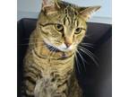 Adopt Malibu a Domestic Short Hair