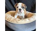 Bulldog Puppy for sale in Manhattan, KS, USA