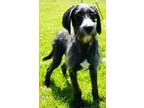 Adopt Georgie a Great Dane, Standard Poodle