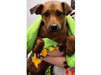 Adopt Brantley a Feist, Mixed Breed