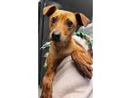 Adopt Baxter a Feist, Mixed Breed